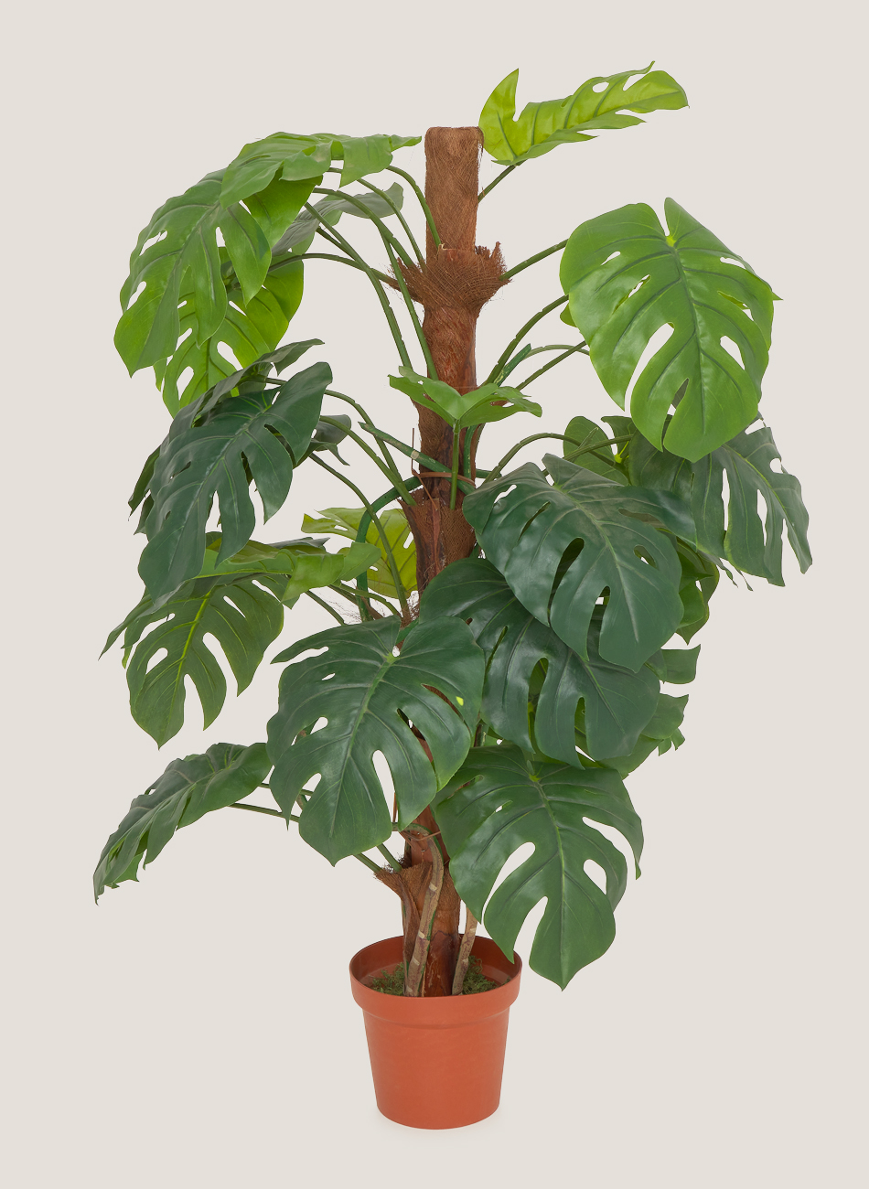 Monstera